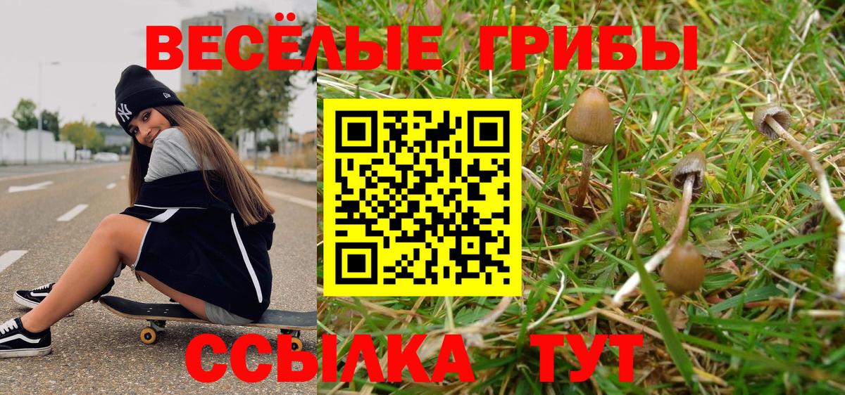 Псилоцибиновые грибы мицелий Дивногорск